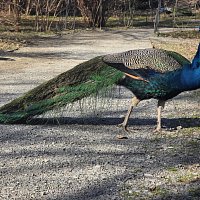 Odhalení tajemství: Najdi mého vraha